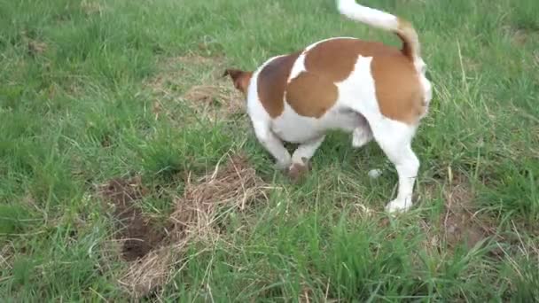 Enérgico Perro Jack Russell Terrier Controla Área Del Prado Cava — Vídeo de stock