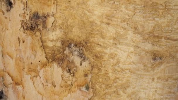 Коры Лиственный Дуб Лесу Кора Очищается Орехом Дятлом Поисках Жирных — стоковое видео