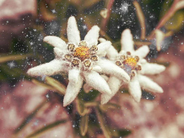 Gentle White Leontopodium Nivale Edelweiss Mountain Flowers Close Abstract — Stock Photo, Image