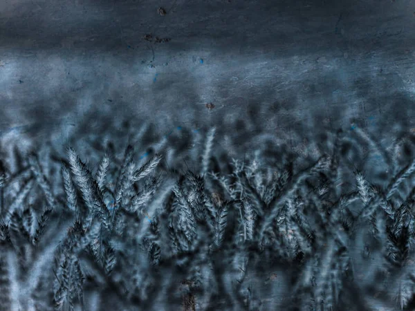 옥수수 어두운 수확하기 서류의 어두운 추상적 — 스톡 사진