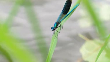 Bantlı matmazel Calopteryx, suyun üzerindeki çim biçme bıçağının üzerinde ihtişamlı. Calopterygidae familyasına ait olan küçük hanım sineği türü.