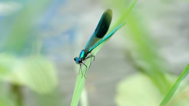 Vackra Demoiselle Calopteryx Virgo Hålla Ett Grässtrå Ovanför Vattnet Vid — Stockvideo