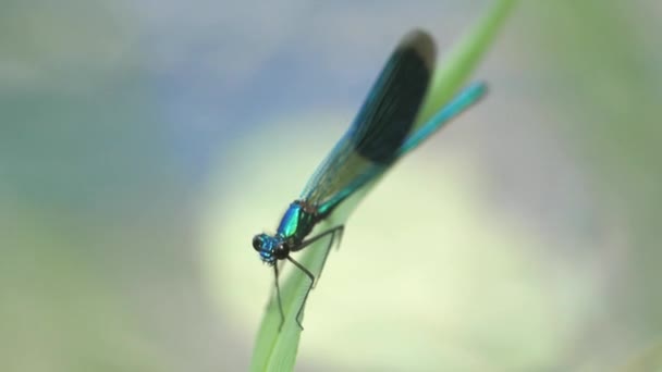 Demoiselle Rayée Calopteryx Splendens Habitat Naturel Demoiselle Baguée Avec Doux — Video