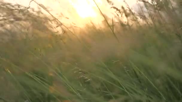 Różne Rodzaje Trawy Drżące Wieczornym Słońcu Polu Łące — Wideo stockowe