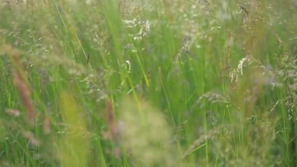 Prachtige Groene Weide Warme Zonnestralen Van Avondzon Geweldige Natuur Langzame — Stockvideo