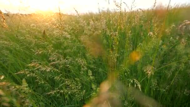 Green Grass Flowers Field Sunny Day Warm Evening Sun Makes — Video Stock