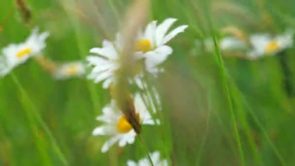 Weiße Blüten Gänseblümchen Der Kamille Bewegen Sich Abendwind Auf Der — Stockvideo