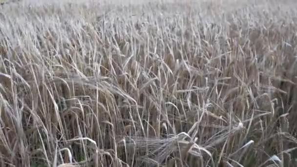 非常に干ばつの天候の間に焼かれた貧しいフィールドに大麦の悪い乾燥耳 生態学的問題 — ストック動画