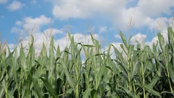 Grünes Maisfeld Wind Überblick Über Ein Reichhaltiges Maisfeld Mit Bewölktem — Stockvideo