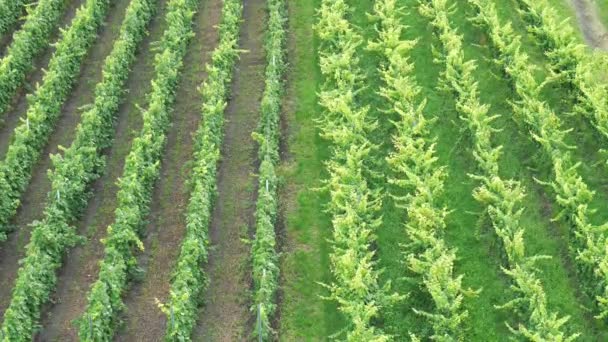 ブドウの2つの異なる品種のブドウ畑の境界上のトップビュー 風になびく植物 — ストック動画