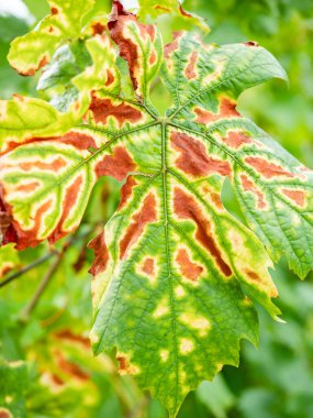 Symptoms of Esca on Merlot leaf. The grapevine trunk diseases have become so problematic for grape grower. clipart