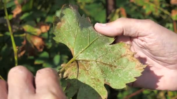 Vinař Zkoumá Bílou Mšici Spodní Straně Vinného Lístku Žluté Listy — Stock video