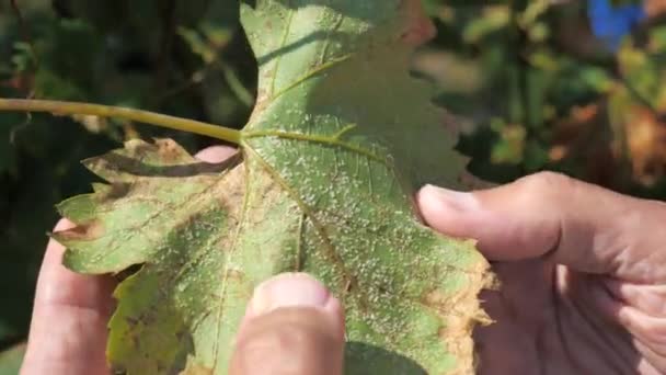 Ogrodnik Odkrył Małe Białe Mszyce Liściach Wina Merlot Zarażona Winnica — Wideo stockowe