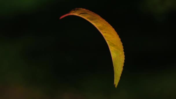 Αχλάδι Φύλλα Αιωρείται Ένα Φανταστικό Άνεμο Ένα Σκοτεινό Φυσικό Υπόβαθρο — Αρχείο Βίντεο