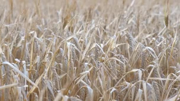 黄色成熟的麦穗 金色的大麦在田里的近照 白日柔和的风吹拂着大麦田 — 图库视频影像
