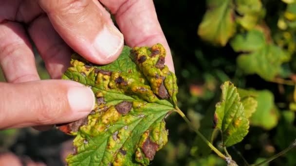 Kara Üzümlü Yapraklar Mantar Hastalığından Zarar Görmüş — Stok video