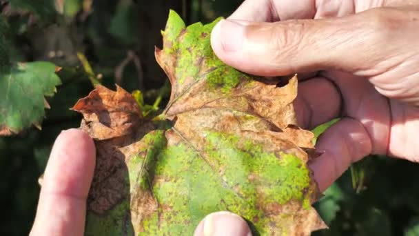 Weinblatt Krank Fehlender Schutz Des Weinbergsgartens Vor Krankheiten Und Pilzen — Stockvideo