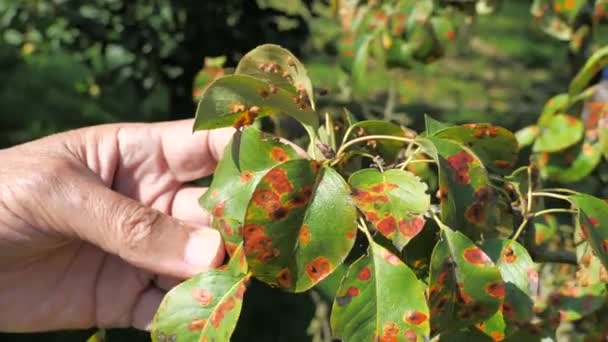 Pucciniales Óxido Las Hojas Pera Descubre Enfermedad Los Puntos Rojos — Vídeo de stock