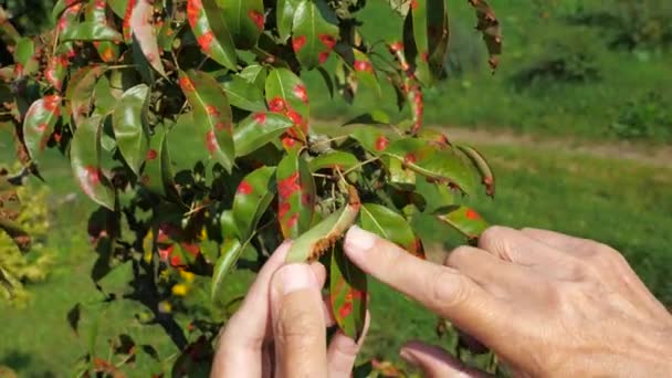 Грушевые Листья Заражены Ржавчиной Gymnosporangium Sabinae Septoria Leaf Spot Septoria — стоковое видео