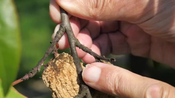 Torra Persikofrukter Täckta Med Funghi Grenen Persikoträd Med Gula Apelsinblad — Stockvideo