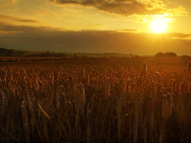 sabah sarı buğday alanında günbatımı kırsal çayırda ufukta turuncu bulutlu gökyüzü arka plan ayarı güneş ışınları kadar zengin bir hasat doğa fotoğraf fikir kapatmak