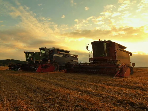 Con el sol colgando bajo en el horizonte, una cosechadora de trigo en el medio de un campo de cultivo. Campo de trigo amarillo matutino en el atardecer nublado fondo cielo naranja . Imágenes de stock libres de derechos