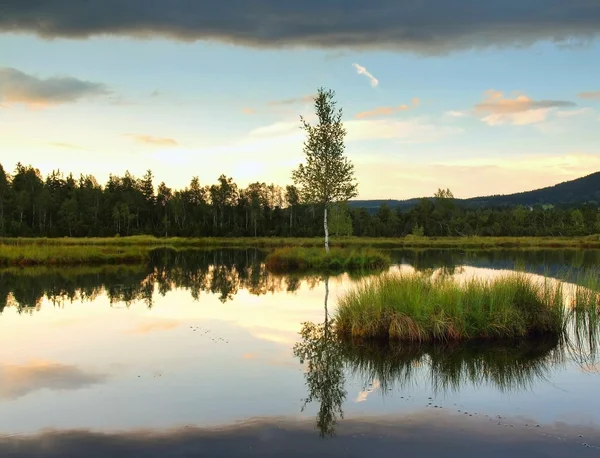 Sueño amanecer lago de otoño con espejo nivel de agua en el bosque misterioso, árbol joven en la isla en medio. Fresco color verde de hierbas y hierba, nubes de color rosa azul en el cielo . — Foto de Stock