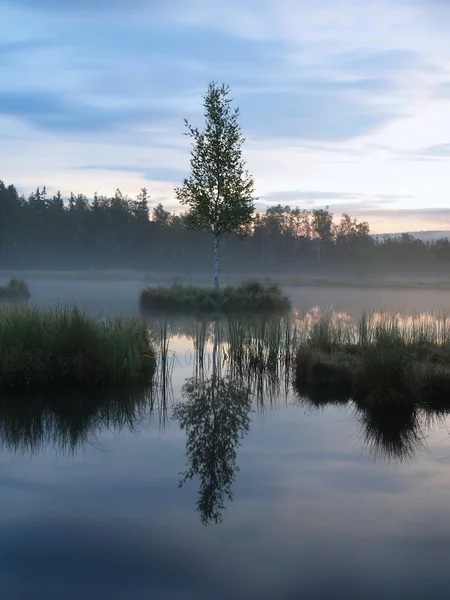 Daybreak autumn lake with mirror water level in mysterious forest, young tree on island in middle. Fresh green color of herbs and grass, blue pink clouds in sky. — Stock Photo, Image