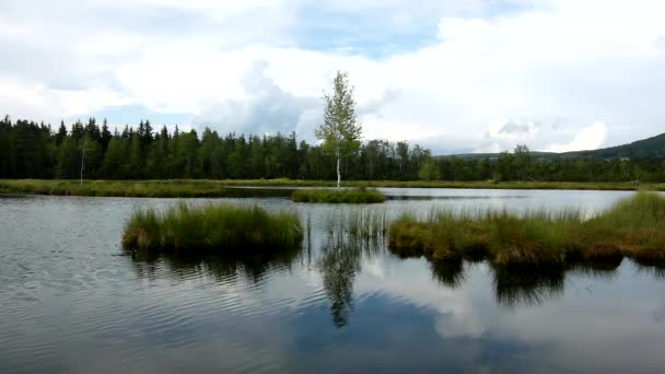 Brzask jesień jezioro kaczka małe lustro wody poziom w tajemniczym lesie, młode drzewa na wyspie pośrodku. — Wideo stockowe