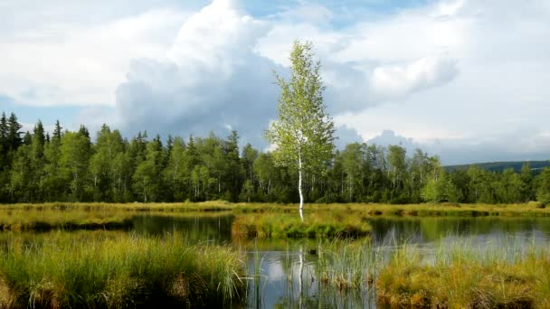 Drömmande gryning hösten sjö med spegel vattennivån i mystisk skog, unga träd på ön i mitten. färska gröna färgen av örter och gräs, blå rosa moln i himlen. — Stockvideo