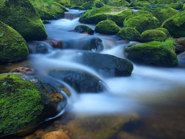 Quick rapid stream in the mountain river with wet mossy boulders. Fresh wet moss and grass grass, deep color of wet moss and blue milky water below stone. — Stock Photo, Image