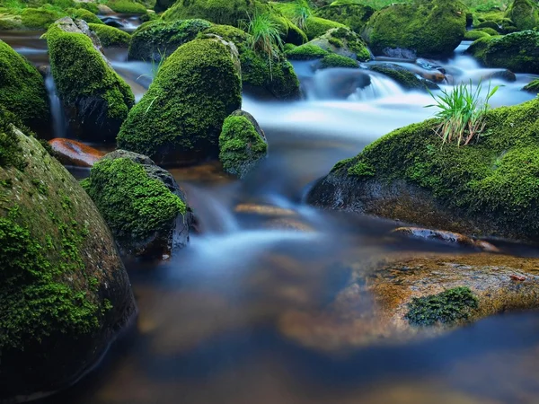 Boulders blocked in river. Wet mossy carpet and grass leaves on stone. Fresh colors of grass, deep green color of wet moss and blue milky water below stone. — Stock Photo, Image
