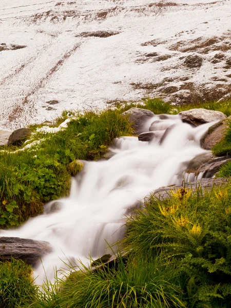 Le courant rapide tombe sur des pierres de pantoufle et entre des herbes vertes fraîches. Première neige sur une colline alpine en arrière-plan. Contraste de fleur d'été avec neige d'automne humide . — Photo