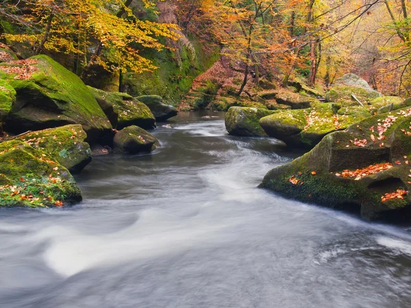 Sonbahar renkli dağ nehir. Beyaz köpüklü rapids eğrisindeki Nehri. çakıl ve kayalar nehir kıyısında renkli yaprakları, taze yeşil yosunlu taş kaplı. — Stok fotoğraf