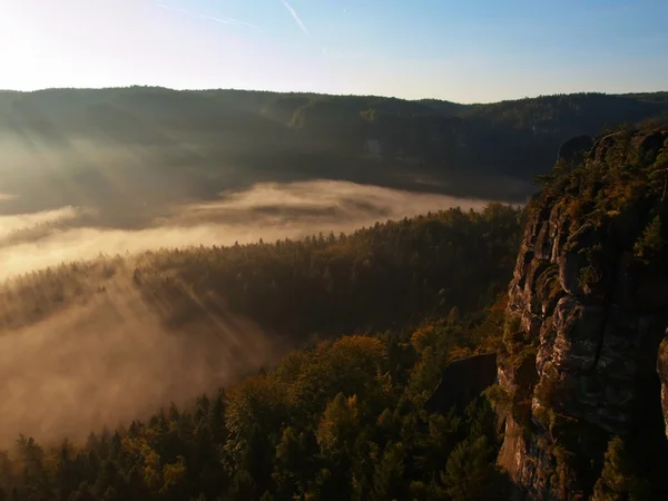 Sisli sonbahar toprak renkli gölgeler içinde. Rocky gulch dolu altın sis ve sıcak güneşin ufuk shinning. derin orman örtüsü altında. — Stok fotoğraf