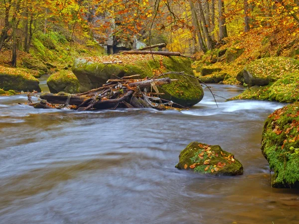 Herbstliche Gebirgsflussufer. Kies und frisch grüne moosbewachsene Felsbrocken an Flussufern, die mit bunten Blättern von Buchen, Ahornen und Birken bedeckt sind. — Stockfoto