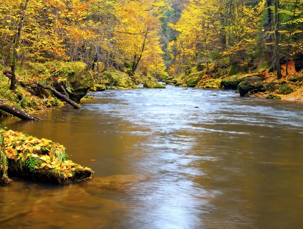 Autunno sulle rive dei fiumi di montagna. Ghiaia e macigni verdi freschi muschiati sulle rive del fiume ricoperti da foglie colorate di faggi, aceri e betulle . — Foto Stock