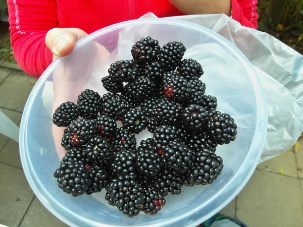 Plastic plate with fresh blackberries in hand — Stock Photo, Image