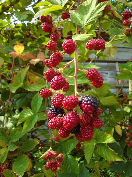 Young pink blackberry bunch on the bush — Stock Photo, Image