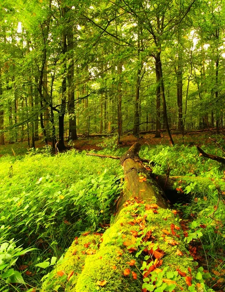 在春天森林倒下的树干。新鲜的春绿颜色。枝条弯曲，反射在湿叶. — 图库照片