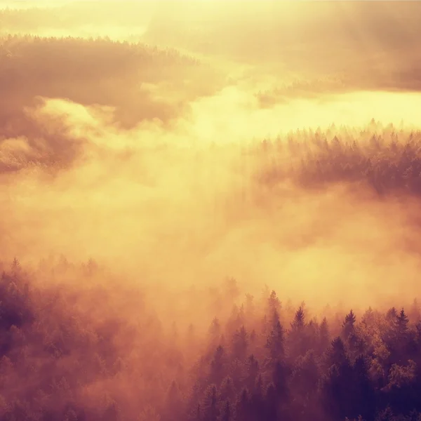 Beautiful misty daybreak in magical land. Rocky gulch full of golden fog and hot Sun is shinning above horizon. Deep forest under cover. — Stock Photo, Image