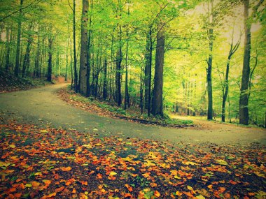 yol feryat kayın ağaçları sis tarafından çevrili sonbahar forest yakınındaki kavisli. yağmurlu bir gün.