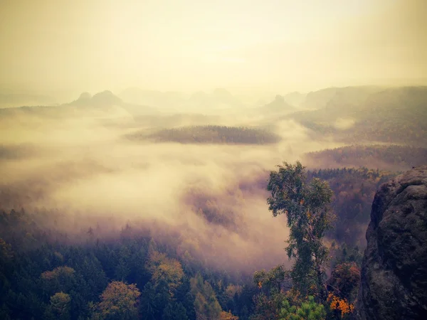 Neblig-melancholischer Morgen. Blick über die Birke in ein tiefes Tal voller schwerer Nebelschwaden. Herbstlandschaft bei Tagesanbruch nach verregneter Nacht. — Stockfoto