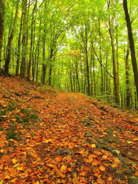 Skog i slutet av sommaren, Bokträd på nära hösten skogen omgivet av dimma. regnig dag. — Stockfoto