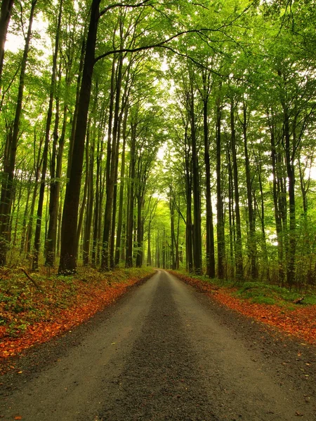 Curved path bellow beech trees. Near autumn in forest surrounded by fog. Rainy day. — Stock Photo, Image