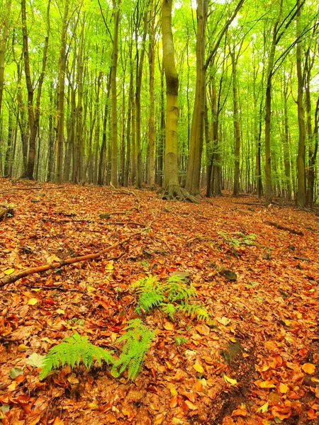 Forest at end of summer, beech trees at near autumn forest surrounded by fog. Rainy day. — Stock Photo, Image