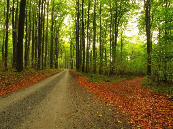 Кривая дорожка под буковыми деревьями. Ближе к осени в лесу в окружении тумана. Дождливый день . — стоковое фото