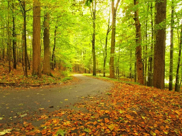 Curved path bellow beech trees. Near autumn in forest surrounded by fog. Rainy day.