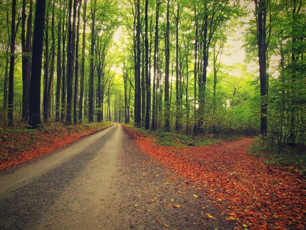 Gebogener Pfad unter Buchen. Herbstnaher Wald umgeben von Nebel. Regentag. — Stockfoto