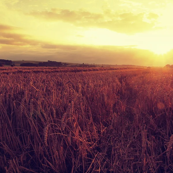 Morning yellow wheat field on the sunset cloudy orange sky background Setting sun rays on horizon in rural meadow Close up nature photo Idea of a rich harvest — Stock Photo, Image